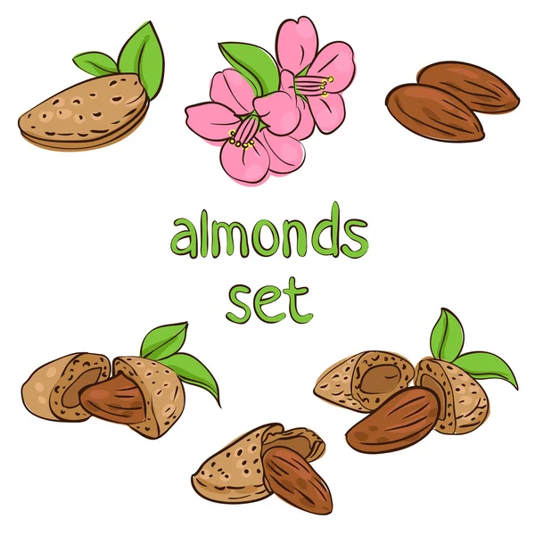 Amandes — Image vectorielle