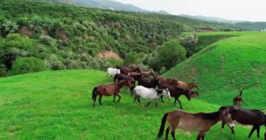 Dağlardaki ormanın güzel manzarası
