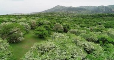 Dağlardaki ormanın güzel manzarası