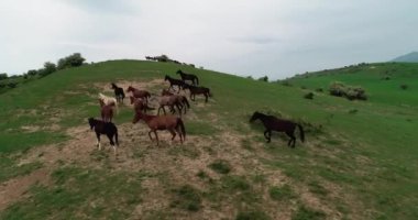 Dağlarda vahşi atlar