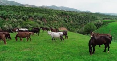 Dağlarda vahşi atlar