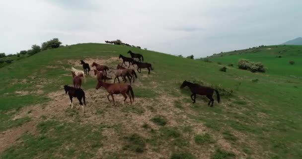 Dzikie Konie Górach — Wideo stockowe