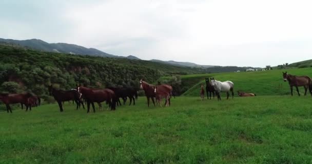 Divoké Koně Horách — Stock video