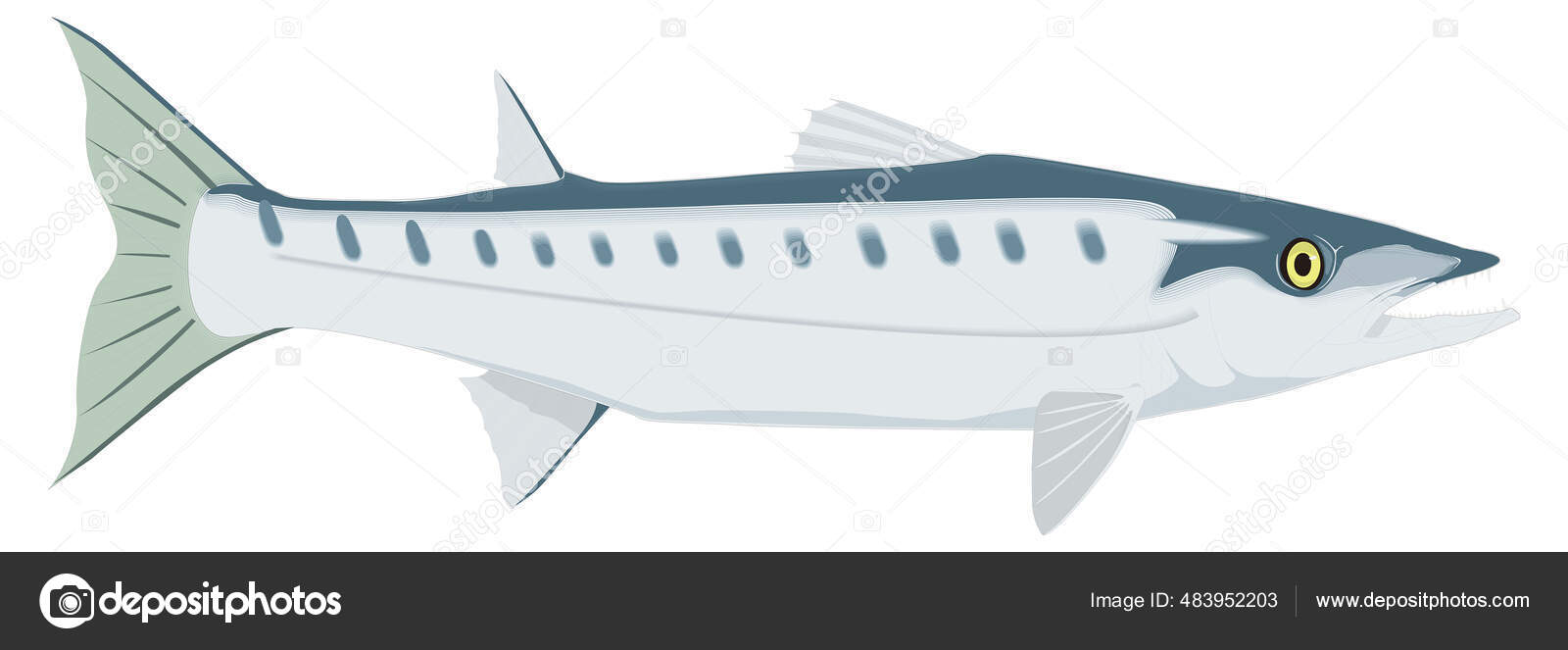 Barracuda Fisk Vektor Illustration Transparent Bakgrund — stockvektor av  ©fajar_cahyono 483952203, image size:1600x663