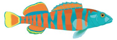 dart balık vektör illüstrasyonu şeffaf arkaplan