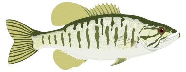 yeşil levrek balık vektör illüstrasyonu şeffaf arkaplan