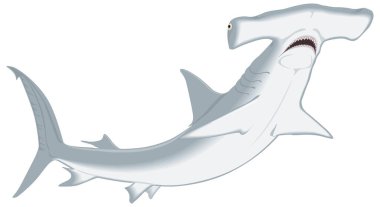 Çekiç başlı köpekbalığı vektör çizimi şeffaf arkaplan
