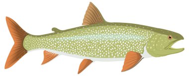 Göl alabalığı balık vektör çizimi şeffaf arkaplan