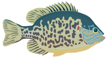 kabak tohumu balık vektörü resimleme şeffaf arkaplan