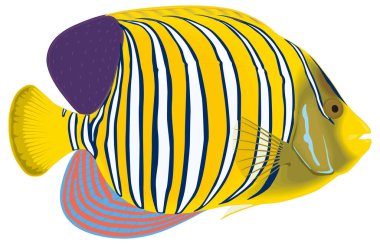 kraliyet balık vektör illüstrasyonu şeffaf arkaplan