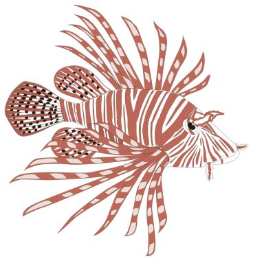 kırmızı aslan balığı vektör illüstrasyonu şeffaf arkaplan