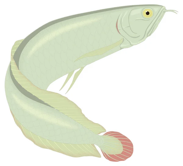アロワナ魚ベクトル図透明背景 — ストックベクタ