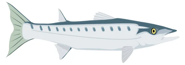 Barracuda Poisson Vecteur Illustration Fond Transparent — Image vectorielle