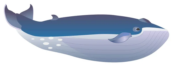 Blue Whale Fish Vector Illustration Transparent Background — Stock Vector