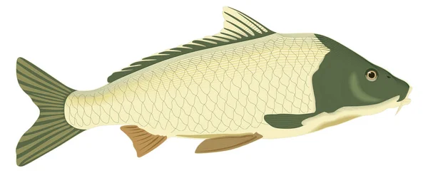 Carpa Pesce Vettore Illustrazione Trasparente Sfondo — Vettoriale Stock