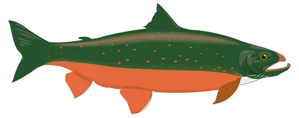 Saibling Fisch Vektor Illustration Transparenten Hintergrund — Stockvektor