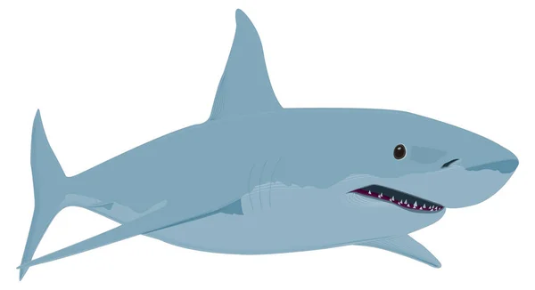 Gran Tiburón Blanco Peces Vector Ilustración Fondo Transparente — Vector de stock
