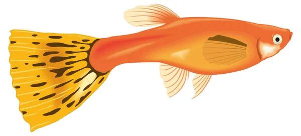 Guppy Pesce Vettore Illustrazione Sfondo Trasparente — Vettoriale Stock