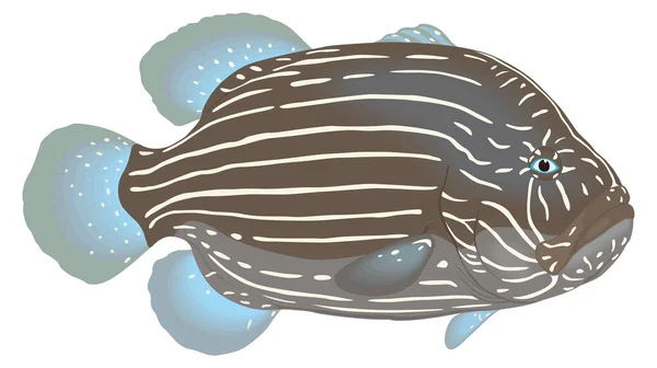 Grouper Ryby Wektor Ilustracja Przejrzyste Tło — Wektor stockowy