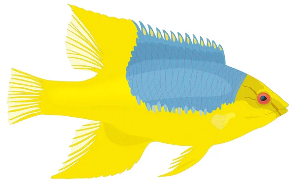 Hog Fish Vector Illustration Transparent Background — Stock Vector