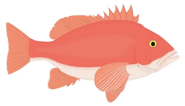 Red Snap Fish Vector Illustration Transparent Background — Stock Vector