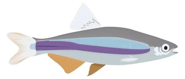 Velero Peces Vector Ilustración Fondo Transparente — Archivo Imágenes Vectoriales