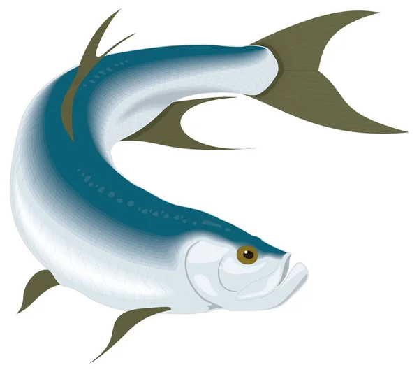 Tarpon Fisk Transparent Bakgrund Vektor Illustration — Stock vektor