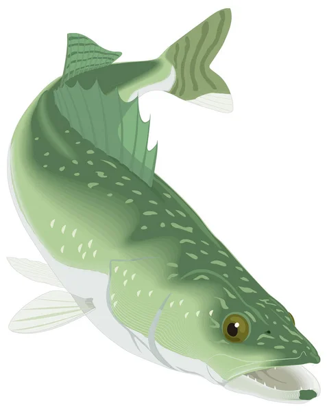 Wand Auge Fisch Transparent Hintergrund Vektor Illustration — Stockvektor