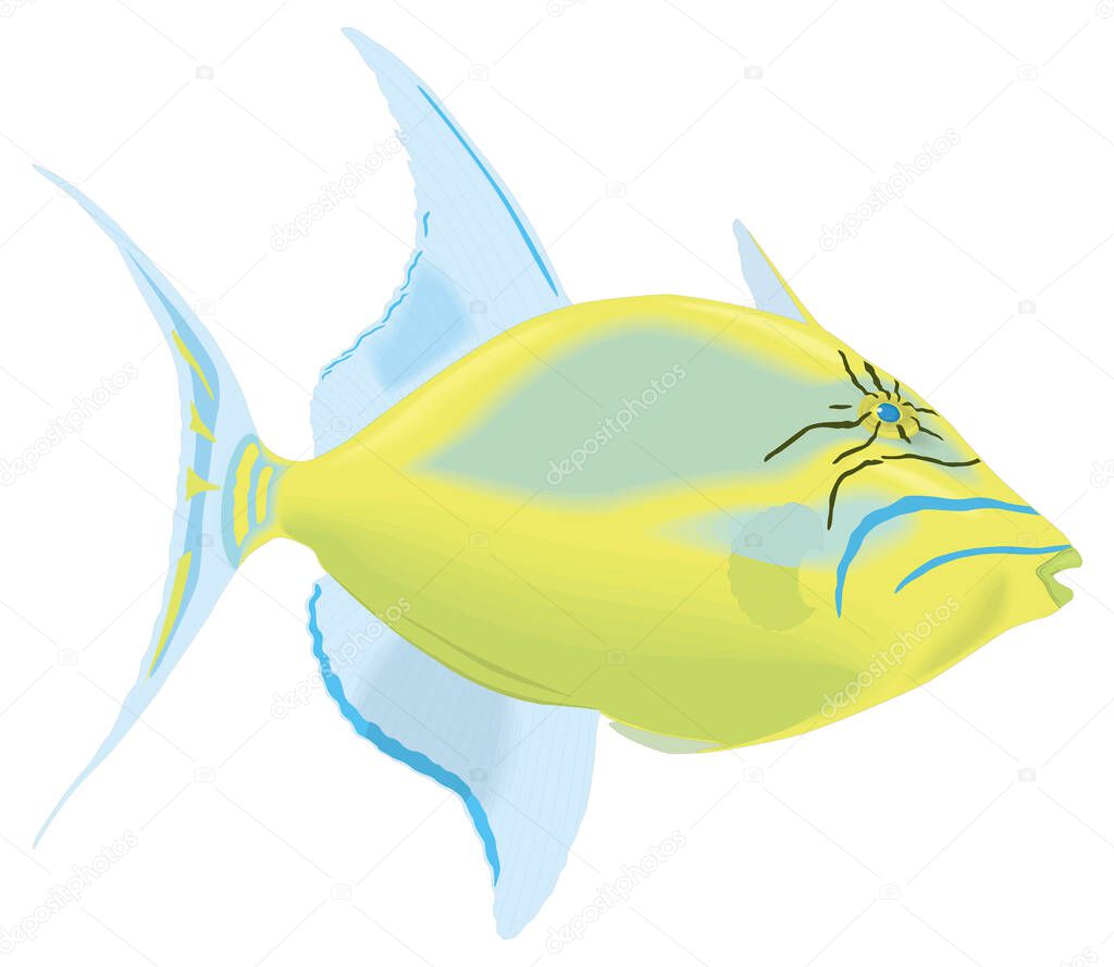 queen trigger fish vector illustration transparent background