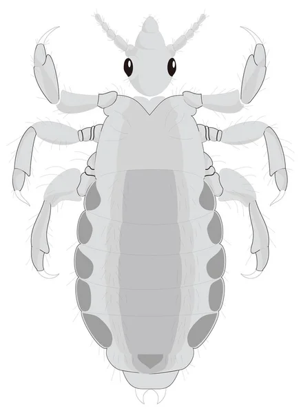 Back Lice Insect Vector Illustration Transparent Background — Stock Vector