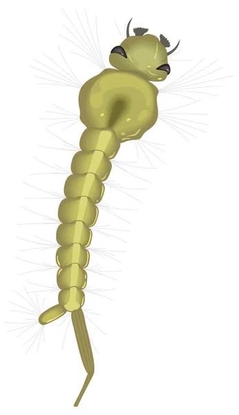 Larvas Larvas Bebê Mosquito Inseto Vetor Ilustração Fundo Transparente — Vetor de Stock