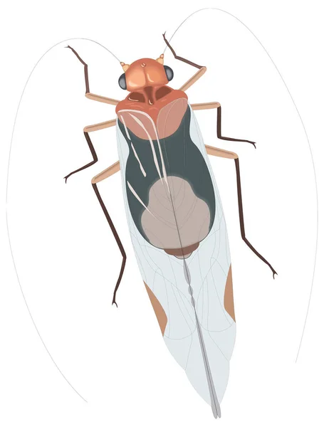 Kabuk Bitleri Böcek Vektör Illüstrasyonu Şeffaf Arkaplan — Stok Vektör