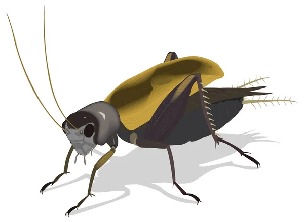 Černý Kriket Hmyz Vektorové Ilustrace Transparentní Pozadí — Stockový vektor