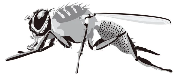 白いハエ蜂フライ昆虫ベクトル図透明背景 — ストックベクタ