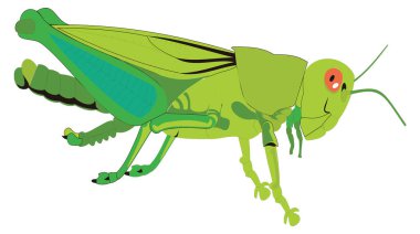 yeşil çekirge böcek vektör çizimi şeffaf arkaplan