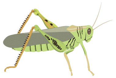 Genç yeşil çekirge böcek vektör çizimi şeffaf arkaplan