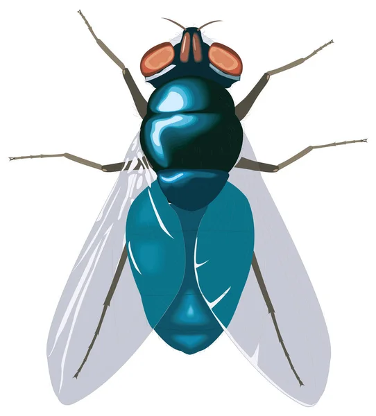 Blauw Vliegen Vliegen Insect Vector Illustratie Transparant Achtergrond — Stockvector
