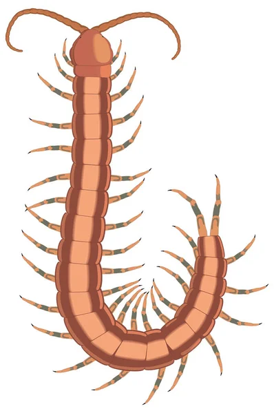 Centopeia Marrom Inseto Vetor Ilustração Fundo Transparente —  Vetores de Stock