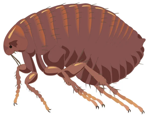 Bruin Rood Vlo Insect Vector Illustratie Transparant Achtergrond — Stockvector