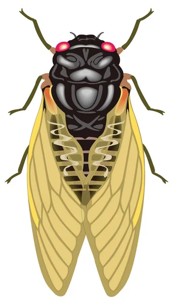 Cicada Insecte Vecteur Illustration Fond Transparent — Image vectorielle