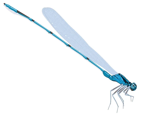 Juffertje Libelle Insect Vector Illustratie Transparante Achtergrond — Stockvector