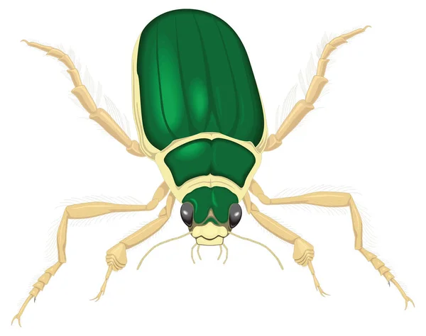 Potápění Brouk Hmyz Vektor Ilustrace Transparentní Pozadí — Stockový vektor