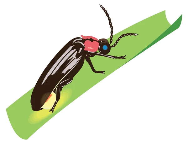 Vuurvlieg Verblijf Insect Vector Illustratie Transparante Achtergrond — Stockvector