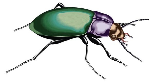 Escarabajo Verde Insecto Vector Ilustración Fondo Transparente — Archivo Imágenes Vectoriales