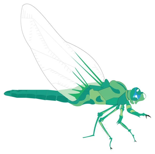 Libélula Verde Vector Insectos Ilustración Fondo Transparente — Archivo Imágenes Vectoriales