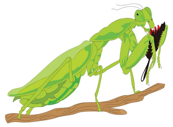 Groen Bidsprinkhaan Eten Insect Vector Illustratie Transparant Achtergrond — Stockvector