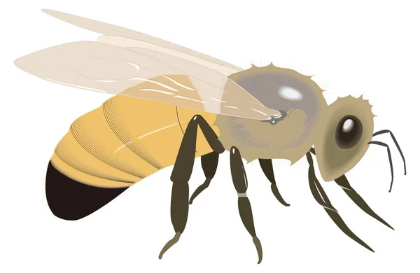 Bal Arısı Kal Böcek Vektör Çizimi Şeffaf Arkaplan — Stok Vektör