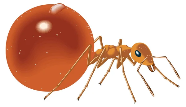 Miel Hormiga Insecto Vector Ilustración Fondo Transparente — Archivo Imágenes Vectoriales