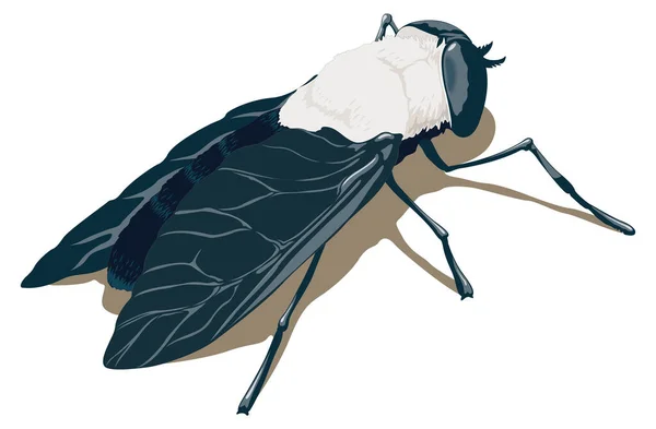 Mosca Caballo Vector Insectos Ilustración Fondo Transparente — Archivo Imágenes Vectoriales