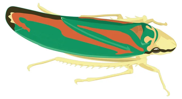 Leafhopper Insektenvektor Illustration Transparenter Hintergrund — Stockvektor